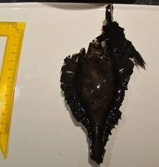 Callorhinchus milii