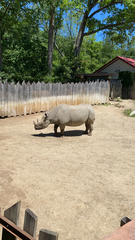 Rhinocerotidae