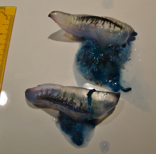 photo of Portuguese Man O' War (Physalia physalis)