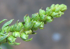 Angiospermae