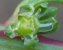 Angiospermae