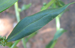 Angiospermae
