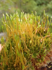 Tetraplodon mnioides