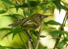 Hemitriccus kaempferi