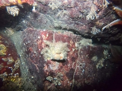 Rhinolithodes wosnessenskii