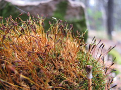 Tetraplodon mnioides