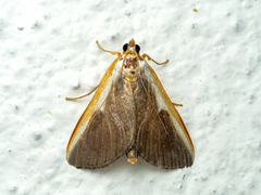 Pylartes subcostalis