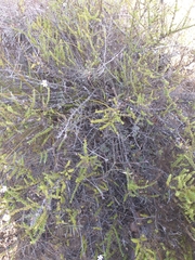 Jamesbrittenia argentea