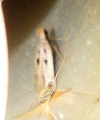 Deltophora sella
