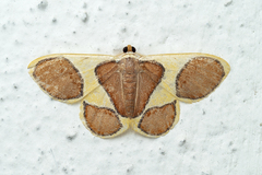 Plutodes cyclaria