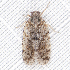 Cixius pini