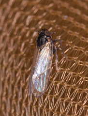 Javesella pellucida