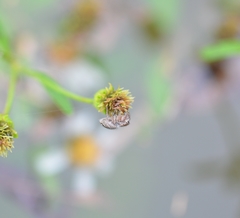 Habronattus brunneus