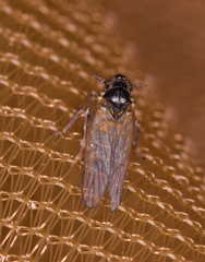 Javesella pellucida