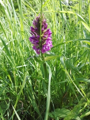 Dactylorhiza purpurella