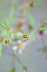 Habronattus brunneus