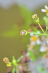 Habronattus brunneus