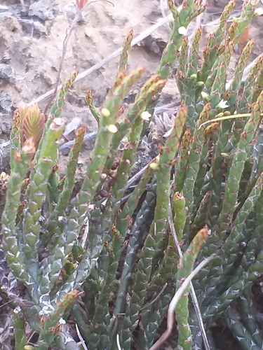 Image of Thesium flexuosum by (c) kevin koen, some rights reserved (CC BY-SA)