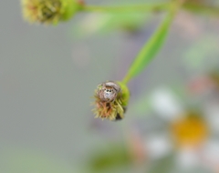 Habronattus brunneus