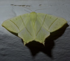 Ourapteryx sambucaria