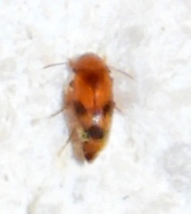 Diclidia