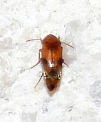 Diclidia