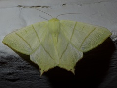 Ourapteryx sambucaria