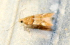 Theisoa constrictella