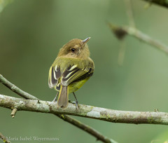 Hemitriccus kaempferi