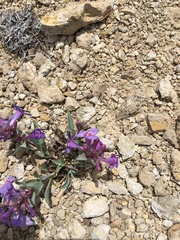 Penstemon nitidus