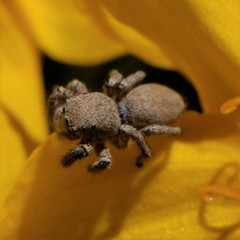 Habronattus clypeatus