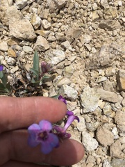 Penstemon nitidus