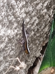 Gonatodes vittatus