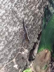 Gonatodes vittatus