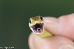 Coluber constrictor oaxaca