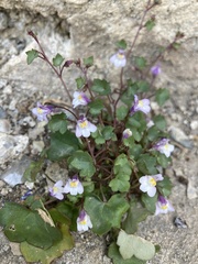 Cymbalaria muralis