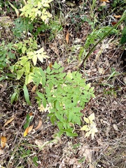 Angelica californica