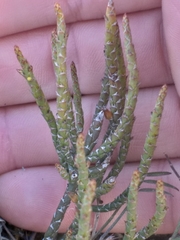 Thesium flexuosum