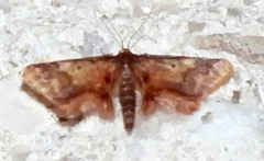 Idaea furciferata
