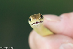 Coluber constrictor oaxaca