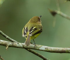 Hemitriccus kaempferi