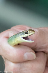 Coluber constrictor oaxaca