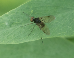 Chrysopilus cristatus
