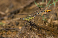 Dromogomphus spoliatus