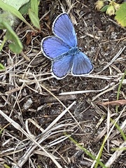 Plebejus samuelis