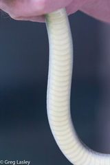 Coluber constrictor oaxaca