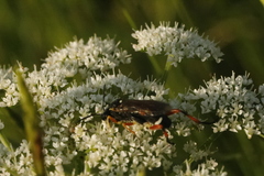 Macrophya rufipes