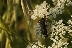 Macrophya rufipes