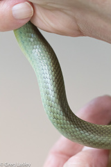 Coluber constrictor oaxaca