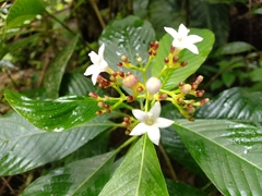 Palicourea persearum